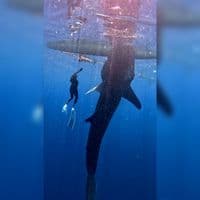 TikTok Account - iris_andherdays