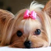 TikTok Sound - original sound - choppedmashups