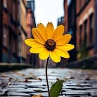 TikTok Account - msica.bonita8