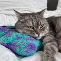 TikTok Account - nysha_cat