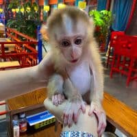 TikTok Account - monkeyparadise6