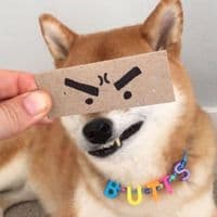 TikTok Account - celeste.flim