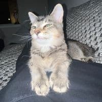 TikTok Account - turn.signal4