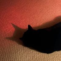 TikTok Account - slowdup