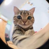 TikTok Account - leximarvell