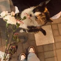 TikTok Account - pt.weaam.as