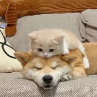 TikTok Account - eugenesprouse1