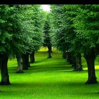 TikTok Account - clemy235