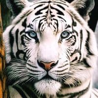 TikTok Account - renanature_