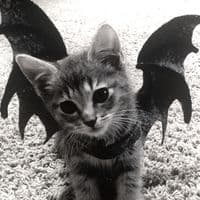 TikTok Account - lyrivq