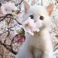 TikTok Account - cqekk