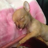 TikTok Account - p1nkprom1se