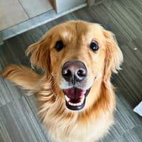 TikTok Account - aguyandagolden