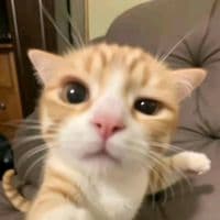 TikTok Account - polno_lico