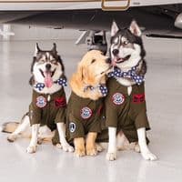 TikTok Account - imbluethesiberiann