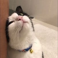 TikTok Account - levopet