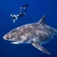 TikTok Account - mermaid.kayleigh