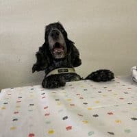 TikTok Account - strong_thing2