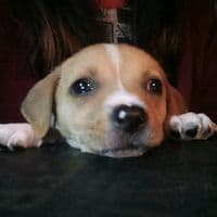 TikTok Account - bautrejoo12