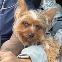 TikTok Account - abutheblueeyedyorkie