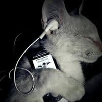 TikTok Account - jessywlz