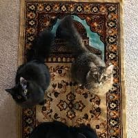 TikTok Account - s_quran6