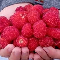 TikTok Account - inspiraciondelcorazo