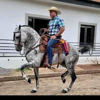 TikTok Account - felipetorrezhenri