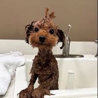 TikTok Account - dance.tolearn