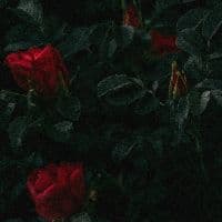 TikTok Account - nasheeds_art