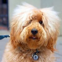 TikTok Account - nash_the_floofy_dood