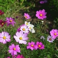 TikTok Account - plantsgardening789