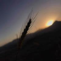 TikTok Account - yusif_tahir0