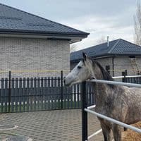 TikTok Account - 777.bekaa7