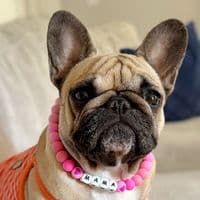 TikTok Account - vixbull