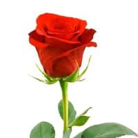 TikTok Account - le.temps.passe72