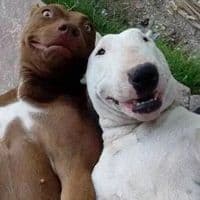 TikTok Account - bella.poarch675