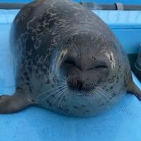 TikTok Account - sillysealboy