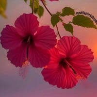 TikTok Account - bianca.helena.de