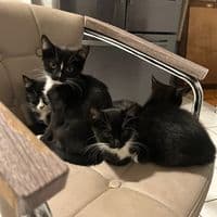 TikTok Account - leonsforlife