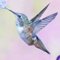 TikTok Account - life4046