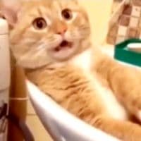 TikTok Account - userzt3xel15cc