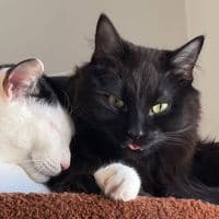 TikTok Account - dealswithcats