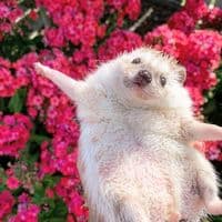 TikTok Account - __traduxx09