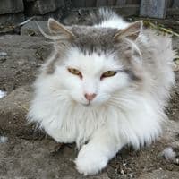 TikTok Account - dosainforma