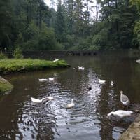 TikTok Account - alexaalejandra4141