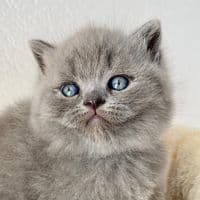 TikTok Account - donias_bkh_cats