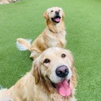 TikTok Account - campcaninesb