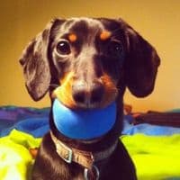 TikTok Account - crusoe_dachshund