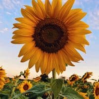 TikTok Account - garcia200315